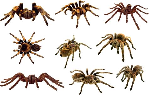 Spider Png Image Transparent Image Download Size 2353x1505px