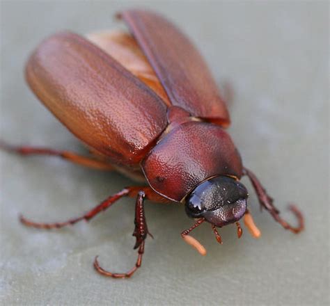 Scarab Beetle Large Brown Beetle Phyllophaga Bugguidenet