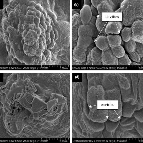 Fesem Micrographs Showing Morphological Characteristics Of The Mature
