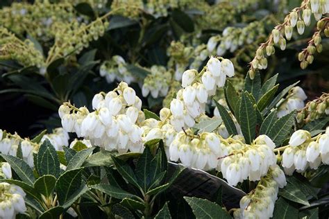 Dwarf Japanese Andromeda Pieris Japonica Var Yakushimensis Prelude