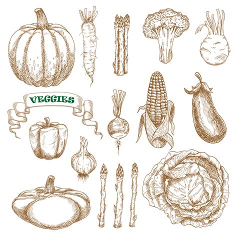 Garden And Farm Vegetables Sketches Set Vector Art At Vecteezy