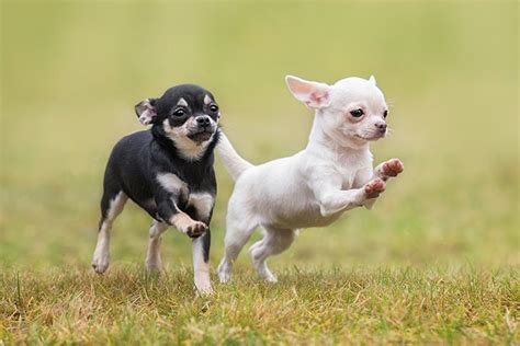 Chihuahua Puppies For Sale - AKC PuppyFinder