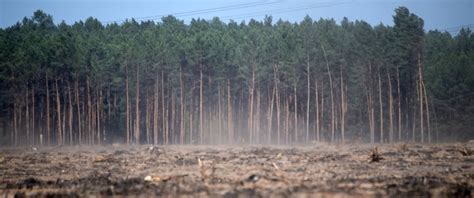 W Lder Im Klimawandel Auswirkungen B B