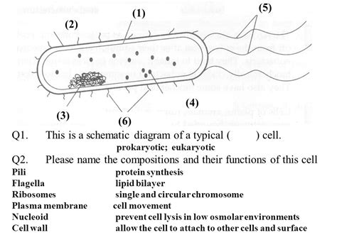 Schematic Diagram Of Prokaryotic And Eukaryotic Cell Circuit Diagram