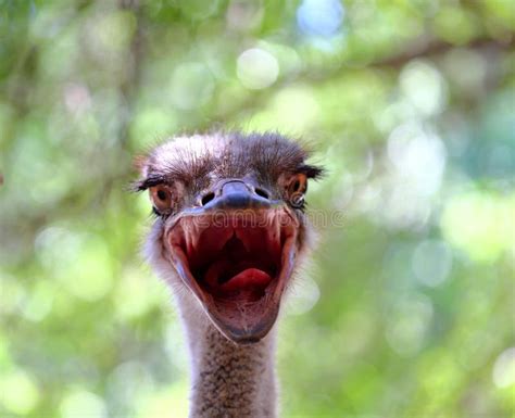 Portrait of an Ostrich Ostrich Face Close Up Stock Photo - Image of ...