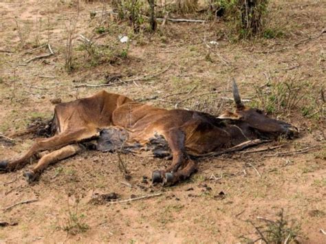 Mueren reses por sequía en Nicaragua