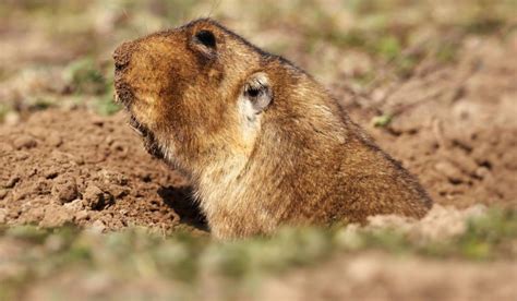 20 Most Common Moles Species