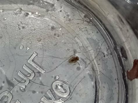 Corixoidea from Brisbane QLD, Australia on August 27, 2023 at 05:19 PM ...