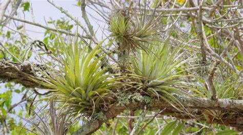 Easy Tillandsia Care Guide Grow Stunning Air Plants Simplify Gardening