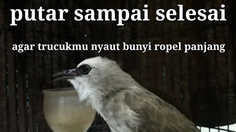 Trucukan Gacor Ropel Panjang Ini Ampuh Melatih Memancing Trucuk Bahan