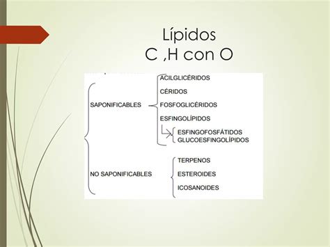 Metabolismo De Lipidos Ppt