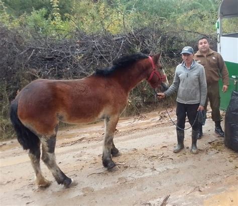 Tras cuatro meses de tratamiento dan de alta a último equino quemado en