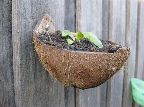 Coconut Shell Plant Pot By Sustainableecho Via Flickr Open A Coconut