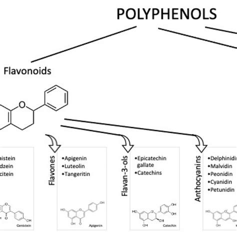 Polyphenol Classes And Chemical Structures Of Some Of Their Main