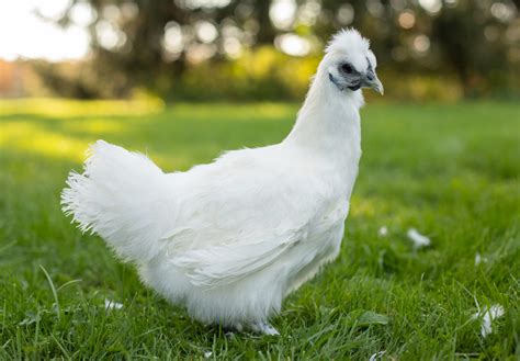 White Silkie Bantams For Sale Freedom Ranger Hatcheries