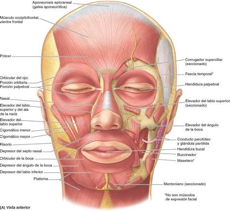 Sarabo Rabe Transmisi N Anfitri N Musculos Del Cuero Cabelludo Suelo