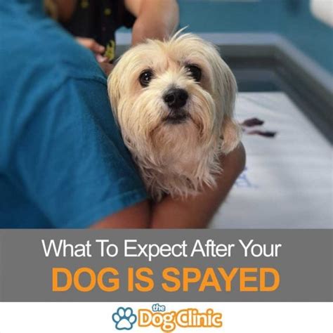 Canine Spay Recovery Time – What Should You Expect?