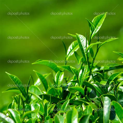 Fresh tea leaves closeup Stock Photo by ©mazzzur 25436645