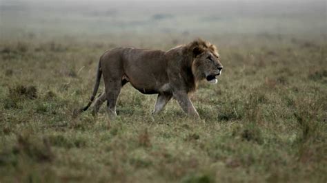 Free Lion Hunting Stock Video Footage 2871 Free Downloads