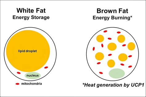 How Many Calories Does A Cold Shower Burn