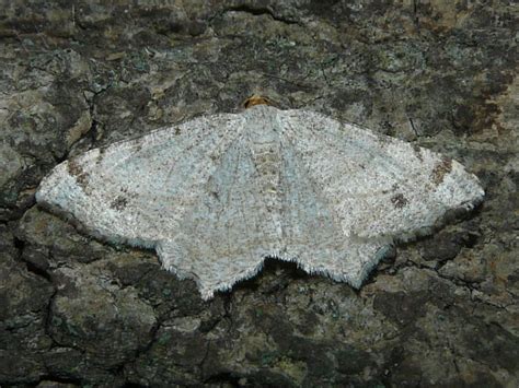 Toronto Wildlife - More Red-headed Inchworm Moths