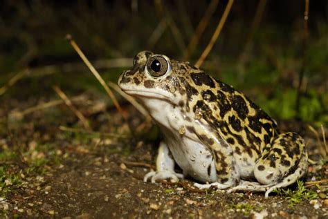 4 Species of Poisonous Toads - My Animals