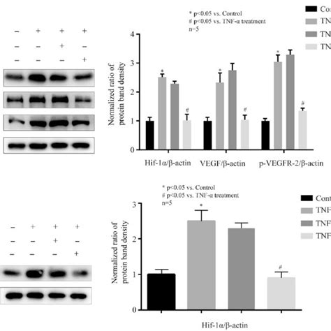 Tnf α Could Decrease The Expression Of Occludin In Hcmec D3 Cells A Download Scientific