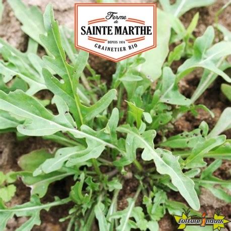 La ferme Sainte Marthe 1000 graines Roquette Cultivée