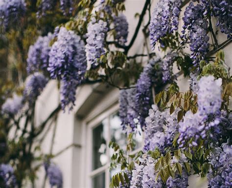 How To Grow Wisteria From Cuttings Gardeners Grail