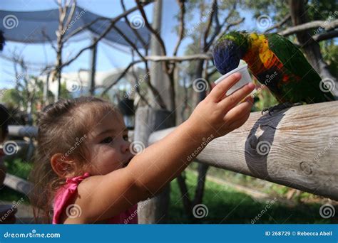 Baby Feeding Bird Stock Image Image Of Girls Fence Outdoor 268729