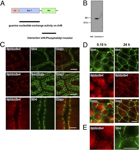 Cytohesin 1 Is A Component Of Primordial Ajs And Tjs In Epithelial