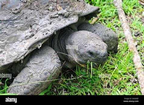 Floreana Giant Tortoise Hi Res Stock Photography And Images Alamy