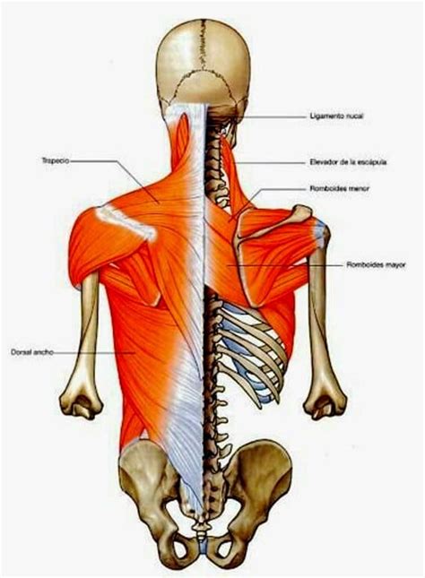 M Sculos De La Espalda Definici N Anatom A Funciones Nombres Y