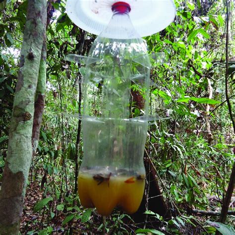 Aerial Fruit Baited Trap Used For Scarab Beetle Sampling In The Amazon