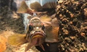 Sculpin - A-Z Animals