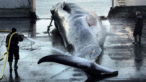 Whales And Whaling Industry Have Been Killed By The Hunted