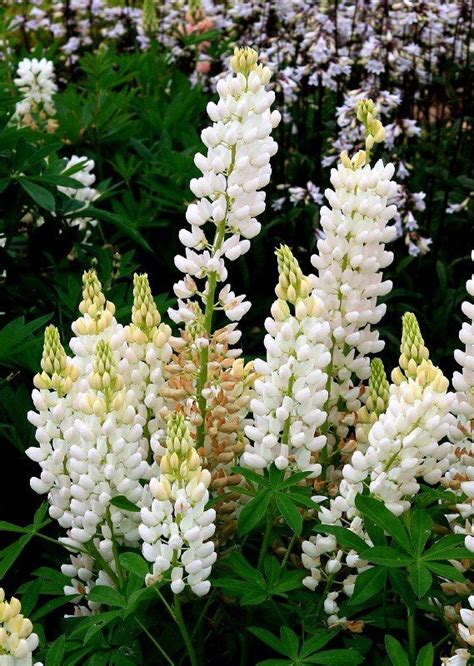 White Lupin Lupine Flowers Flowers Beautiful Flowers