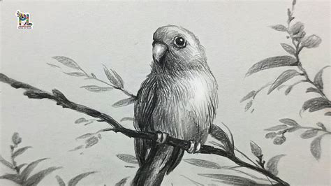 Drawing Small Parrot With Easy Pencil Sketch And Shading Youtube