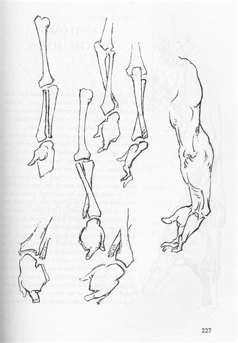 George Bridgman Human Anatomy Drawing Anatomy Art Figure Drawing