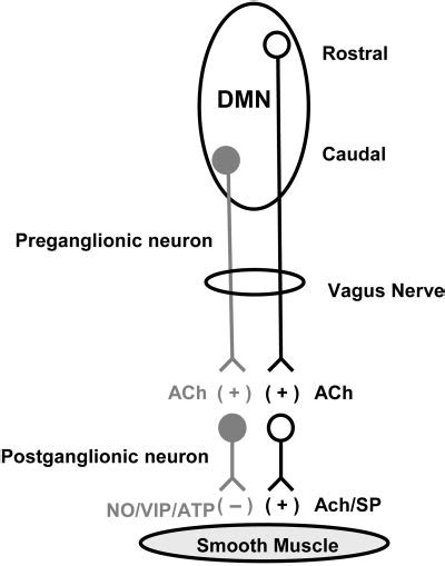 Parallel excitatory and inhibitory pathways. Vagal preganglionic... | Download Scientific Diagram