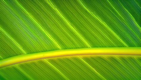 Premium Photo Abstract Striped Natural Background Details Of Banana