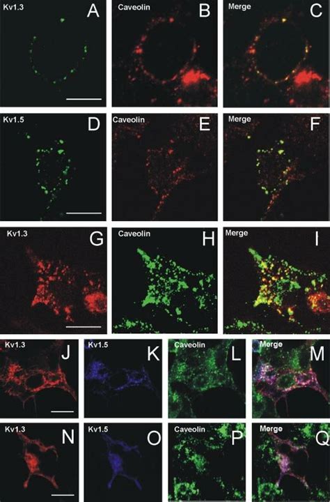 Kv1 3 And Kv1 5 Colocalize With Caveolae In HEK Cells A And D Cells