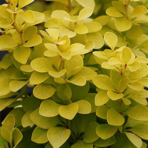 Berberis Thunbergii Maria Japanese Barberry Bush Deciduous Potted