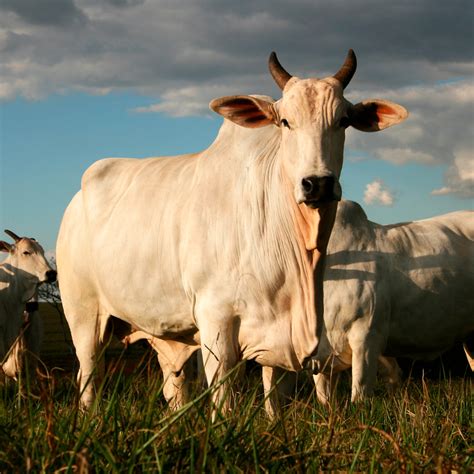 Nelore PO Animal mais valorizado do mercado do agronegócio Tecbov