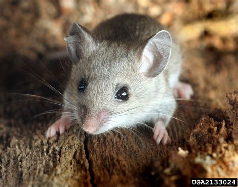 deer mouse (Peromyscus maniculatus)