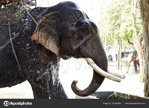 Elephant drinking water — Stock Photo © pongans68@gmail.com #131340364