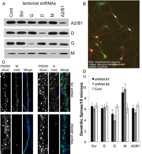 Knockdown of RNABPs alters dendritic spine density. A , Western blots ...