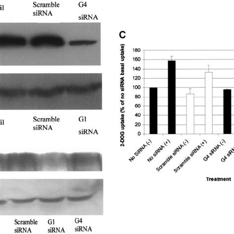 Glut4 And Glut1 Sirna In Podocytes A Glut4 Western Blot Of