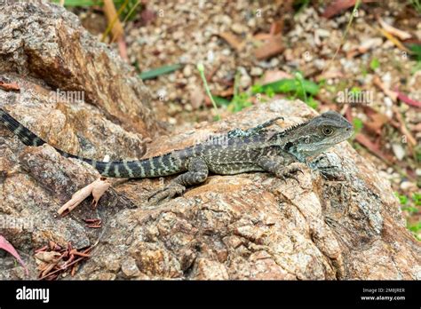 Photograph Of A Small Green Monitor Lizard Outside In The Sunshine In