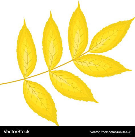 Ash Tree Leaf Royalty Free Vector Image Vectorstock